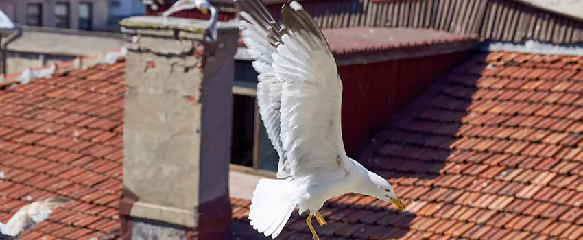 Residential Chimney Animal Removal Solution in Arbutus, MD