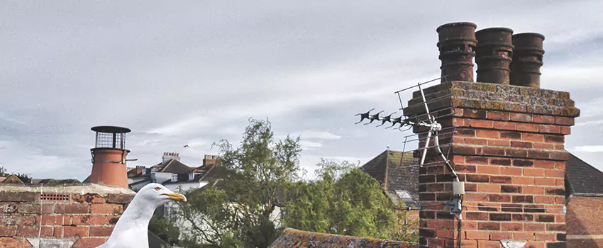 Chimney Cleaning And Restoration in Arbutus, Maryland